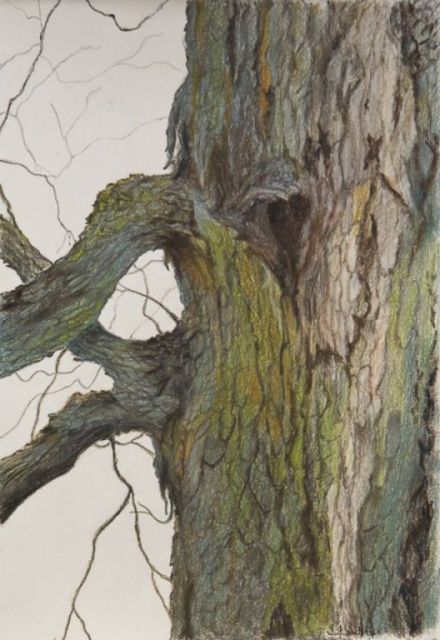 Tree Trunk, colored pencil, 11.5"H x 9"W - SOLD