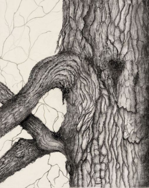 Tree Trunk III, charcoal, 11.5"H x 9.25"W