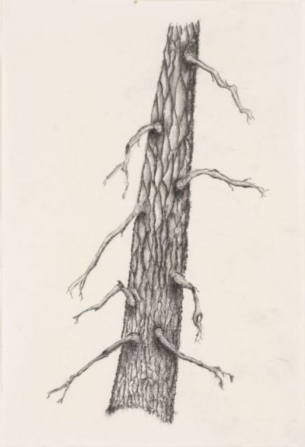 Tree-II, charcoal pencil, 17"H x 12"W