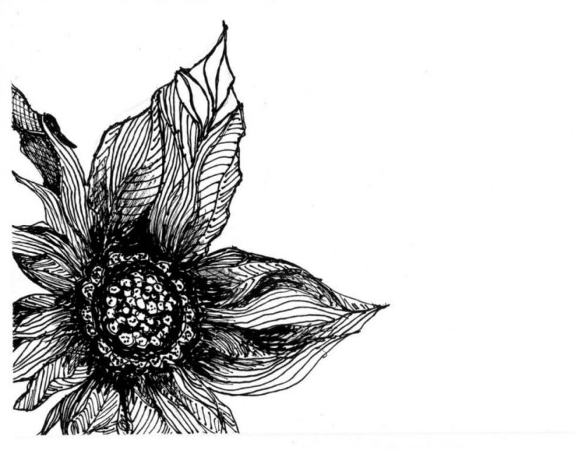 Sunflower I, fine pen art